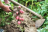 Bauer gräbt rote Kartoffeln aus dem Boden