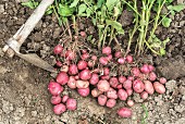 Frisch geerntete rote Bio-Kartoffeln auf dem Feld