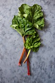 Rhubarb stalks with leaves