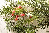 Yew branches with berries