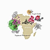 Medicinal herbs from Africa