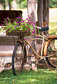 Pinke Petunien im Korb auf einem rostigen Fahrrad an der Veranda
