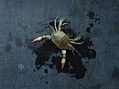 Maryland blue crab
