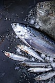 Raw fresh tuna, herring and flounder fish on crushed ice over dark wet metal background