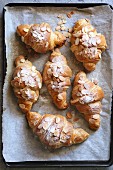 Freshly baked french croissant with almonds on a tray