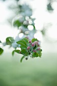 Budding apple blossoms