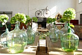 Hydrangea flowers in demijohns and vintage bicycle in exhibition room