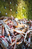 Frisch gefangene Kaisergranate auf dem Fischkutter 'Avel an Heol', Frankreich