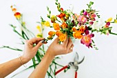 Arranging bunch of colourful freesias