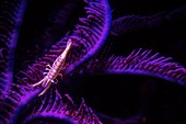 Shrimp on crinoid fluorescing at night