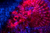 Scorpionfish fluorescing at night