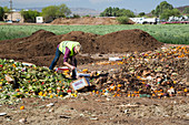 University food waste composting program, Tucson, USA