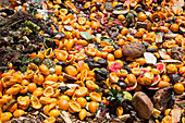 University food waste composting program, Tucson, USA