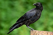 Juvenile carrion crow