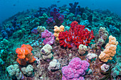 Coral reef, Indonesia