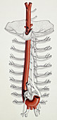 Aorta, illustration