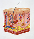 Close-up of human skin structure, illustration