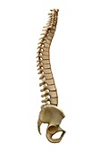 Human backbone, illustration