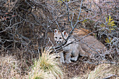 Puma cub with its mother