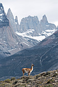 Patagonian landscape and guanaco