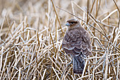 Chimango caracara