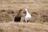 Upland goose female and male