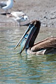 Brown pelican eating a fish