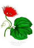 Anguria makoyana flower, 19th Century illustration