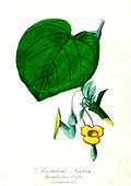 Aristolochia sipho flowers, 19th C illustration