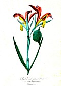 Canna speciosa flowers, 19th Century illustration
