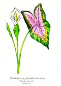 Elephant ear flower, 19th C illustration