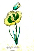 Splendid mariposa lily, illustration