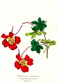 Flame flower flowers, illustration