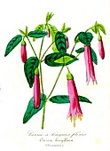 Correa longiflora flowers, 19th C illustration