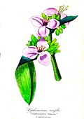 Spiderwort (Tradescantia tumida), 19th C illustration