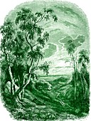 Birch (Betula sp.) trees, 19th C illustration