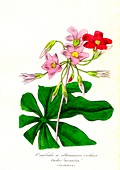 Wood sorrel flowers, 19th C illustration