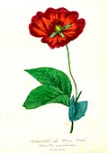 Potentilla macnabiana flower, 19th C illustration