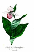 Lady's-slipper orchid, illustration