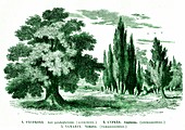 Sycamore, cypress and tamarisk, 19th C illustration
