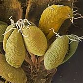 Hazel catkin anthers with pollen, SEM