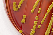 Micrococcus bacterial culture