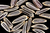 Wildflower seeds, macrophotograph