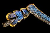 Weevil leg, macrophotograph