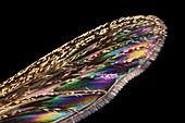 Mosquito wing, macrophotograph