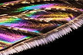 Mosquito wing, macrophotograph