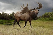 Irish elk, illustration