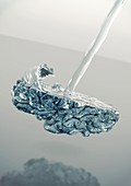 Thirst-regulating neurons, conceptual image