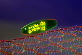 Netrium desmid alga, light micrograph