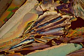 Unrefined sugar cane, polarised light micrograph